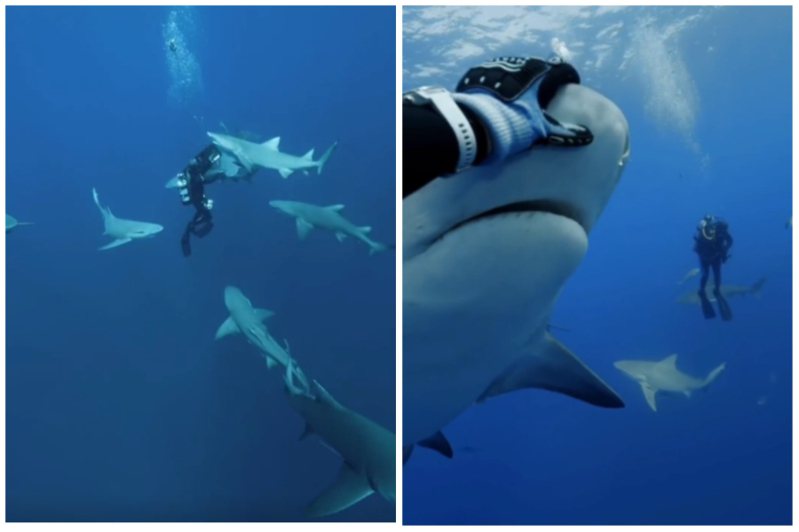 潛水員和鯊魚在海底互動，鯊魚溫順親人，甚至還會游近人類討摸摸。圖取自微博