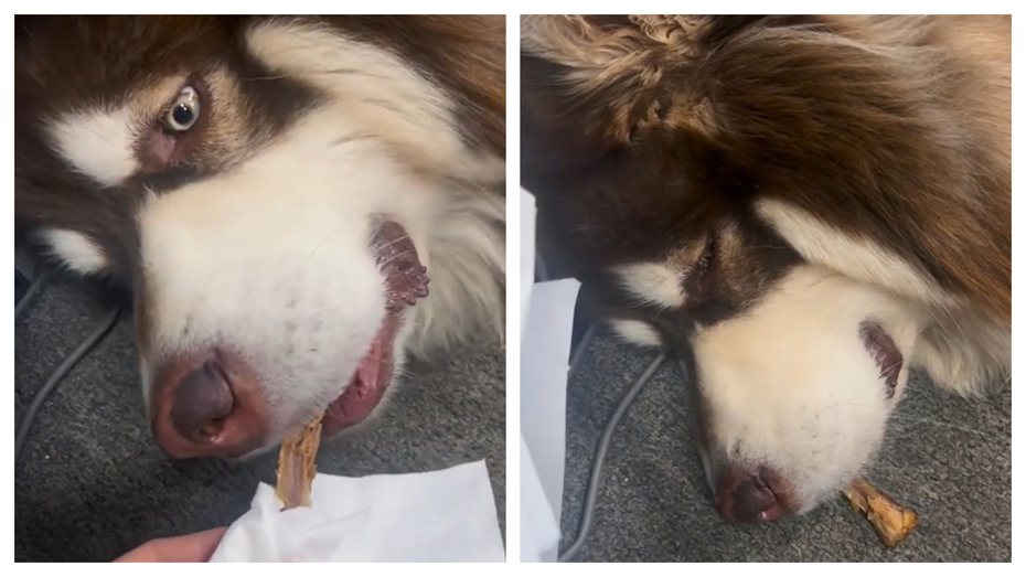 一隻阿拉斯加雪橇犬本來躺在地上睡覺，飼主拿出牠最愛的骨頭放到鼻子附近，狗狗立刻醒來咬住骨頭，但沒多久又立刻睡回去了，十分鐘後才醒來，讓不少網友笑翻。
 (圖/取自影片)