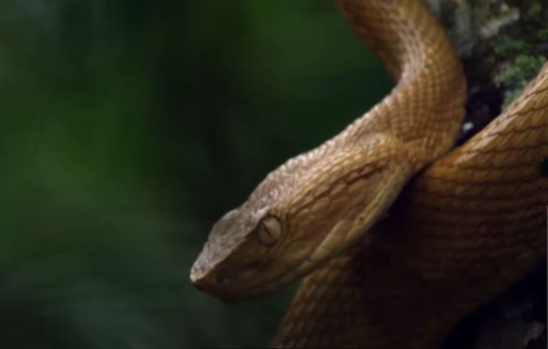 在距離巴西聖保羅市35公里的海面上有座風景宜人的小島，但該島因特有種的金色毒蛇氾濫因此有非常可怕的名稱叫「蛇島」。 (圖/取自影片)