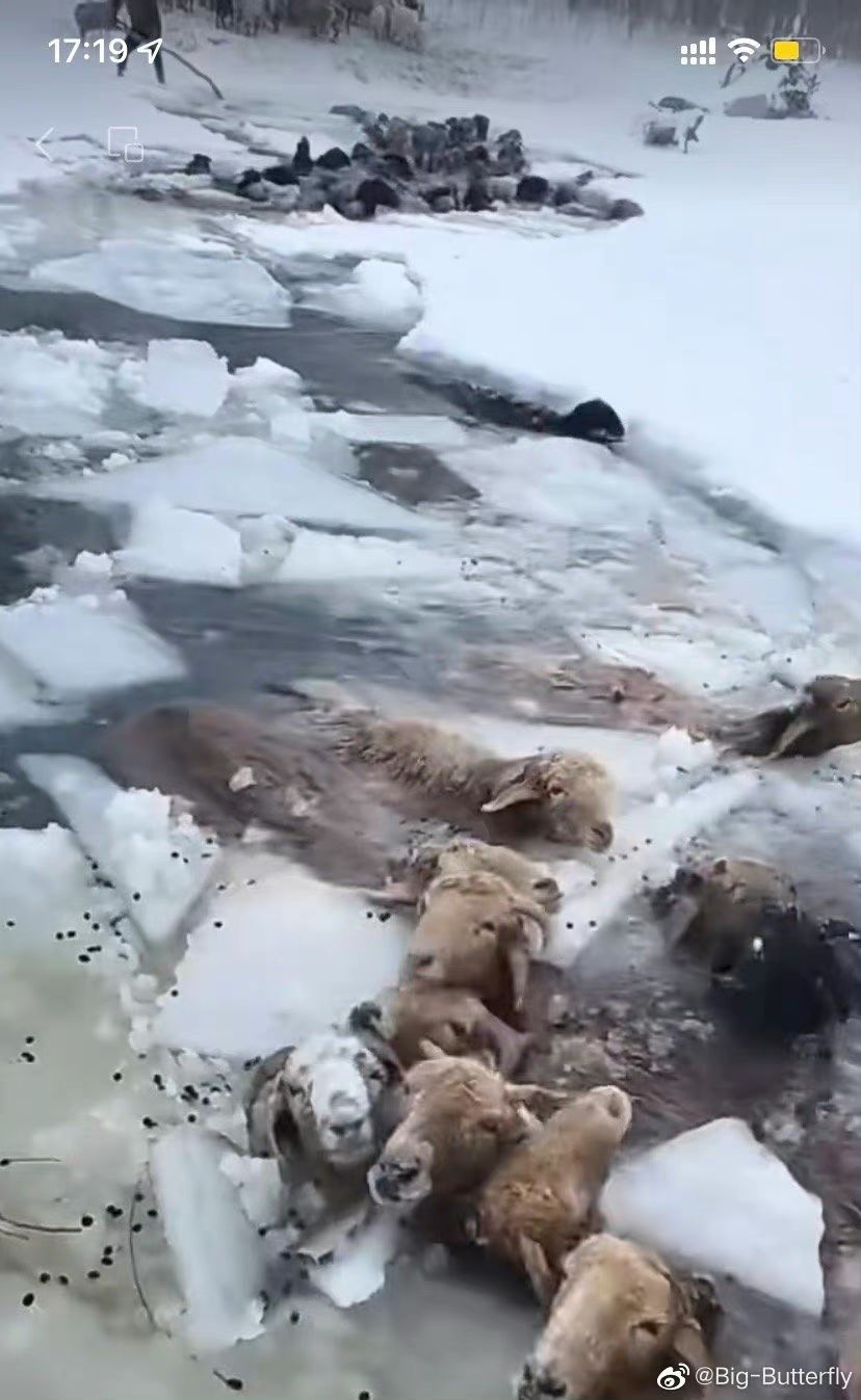 新疆突遇今冬以來最大寒潮，許多牛羊因防疫封控無法轉場凍死。（微信截圖）