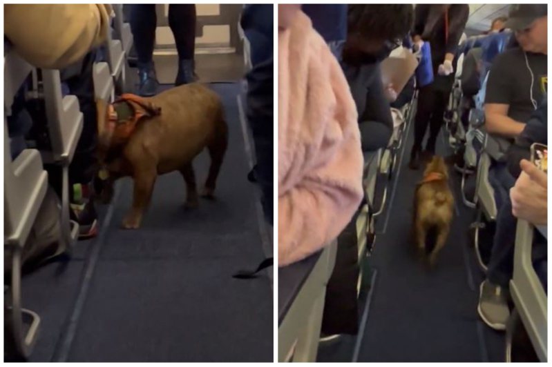 一名飼主將一隻法國鬥牛犬帶入機艙，因為睡著了不知道狗狗已偷溜，在走道上自由趴趴走。圖取自推特