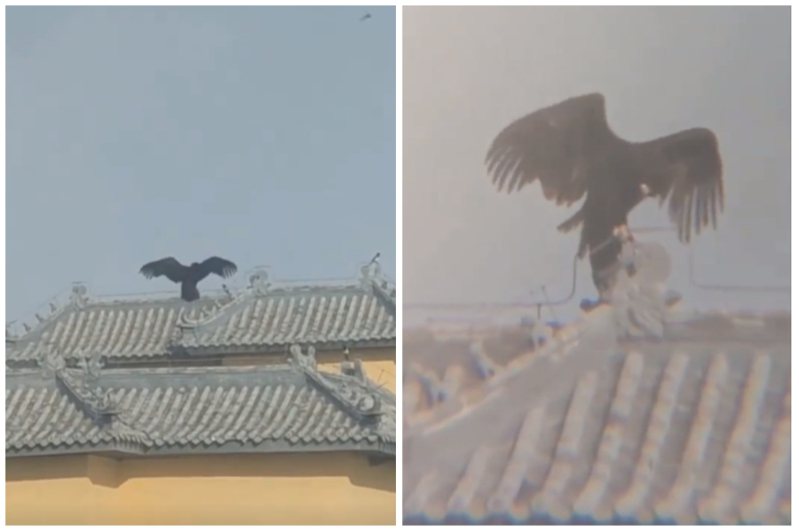 一個男子在社區大樓屋頂拍到一隻黑色大鳥。圖取自微博