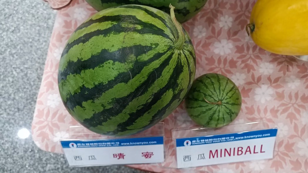 更貼近小家庭需求， 新品種西瓜「MINIBALL」問世超吸睛。記者謝進盛／攝影