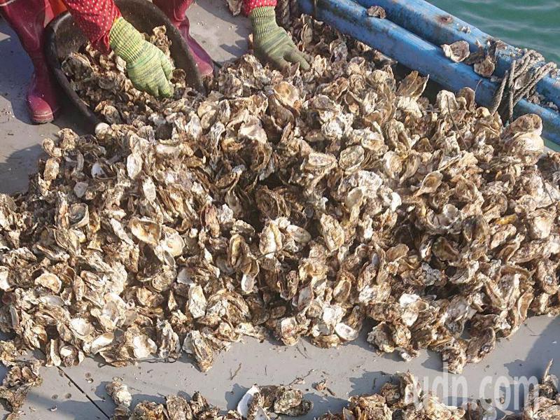 今年嘉義縣東石鄉牡蠣產量大減，蚵農收成不到3成，死殼多，損失慘重。記者呂慧瑜／攝影