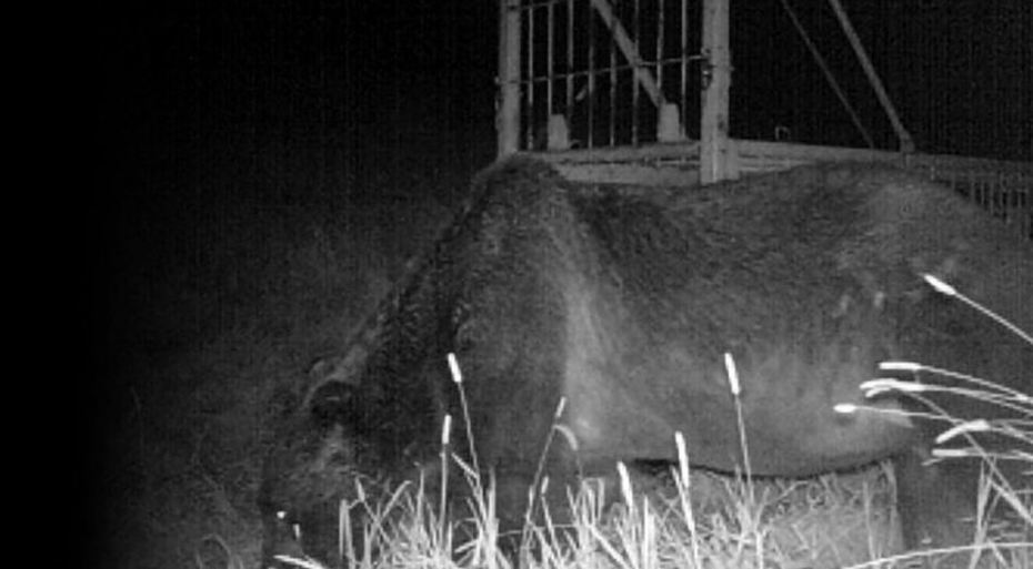 在日本有一隻相當兇惡的巨大棕熊連續4年來殘殺當地農民的牛隻多達65頭，造成當地居民人心惶惶被稱為「怪物巨熊」，不少厲害的獵人都有出動想要擊殺這隻殺人巨熊，但多年來都無法成功。 (圖/取自影片)