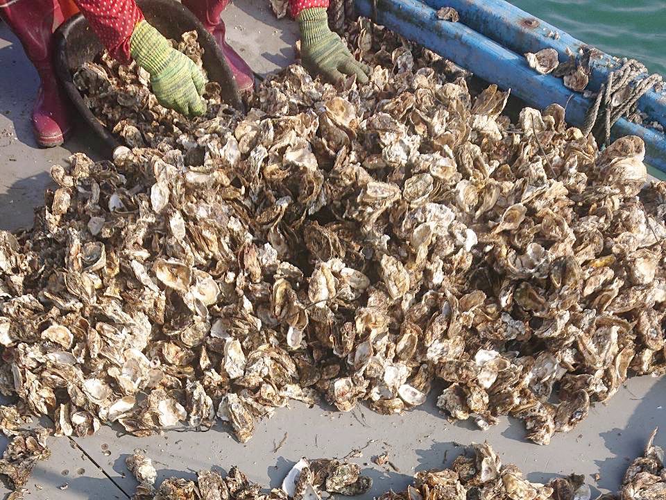 嘉義縣東石鄉網寮養殖一年收的牡蠣，近期發現死殼率逾5成。圖／本報資料照