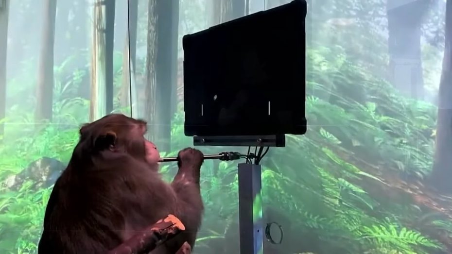「Neuralink」公司曾公開展示將頭骨中被植入電腦晶片的猴子，能透過思想控制晶片後就能玩電腦遊戲，但該實驗引來外界不少批評。（翻攝自Neuralink YouTube頻道）
