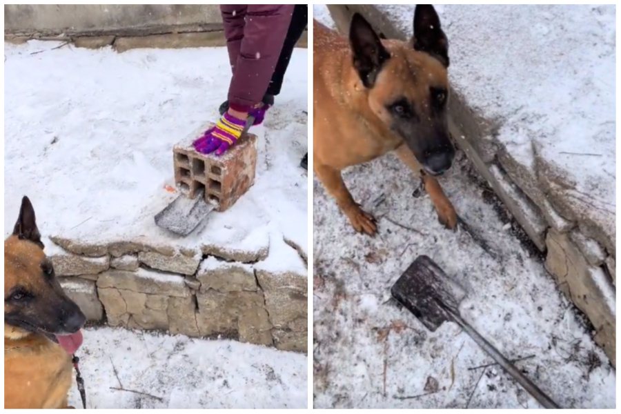 狗狗成功解決鐵鍬被磚頭卡住的問題。圖取自微博