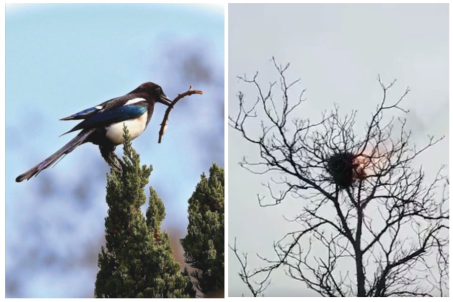 湖北曾發生喜鵲把煙蒂叼回去築巢，引發鳥巢著火。左圖／高雄市野鳥協會（非當事鳥）、右圖取自微博