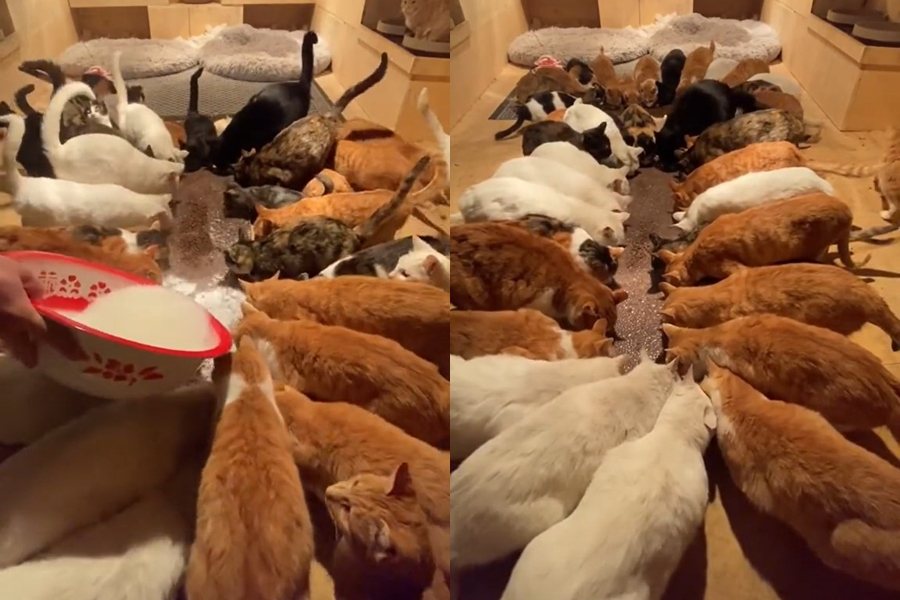 好心人在家收養一大群流浪貓，吃飯的畫面相當療癒。圖擷自微博