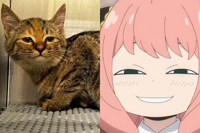一隻虎斑浪浪被捕獲，神秘的微笑被網友戲稱為「安妮亞貓貓」。左圖擷自桃園市動保處官網、右圖取自官方推特@spyfamily_anime