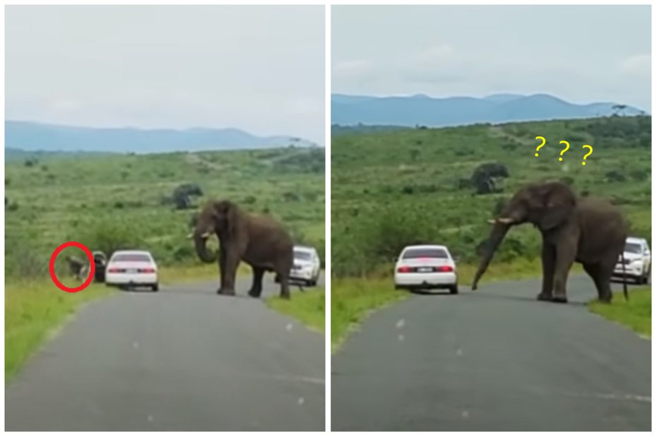 一名男子駕車去野生動物園玩，遇到一隻大象步步逼近他的車，嚇到直接「棄車逃逸」，讓大象也傻眼。圖取自YouTube