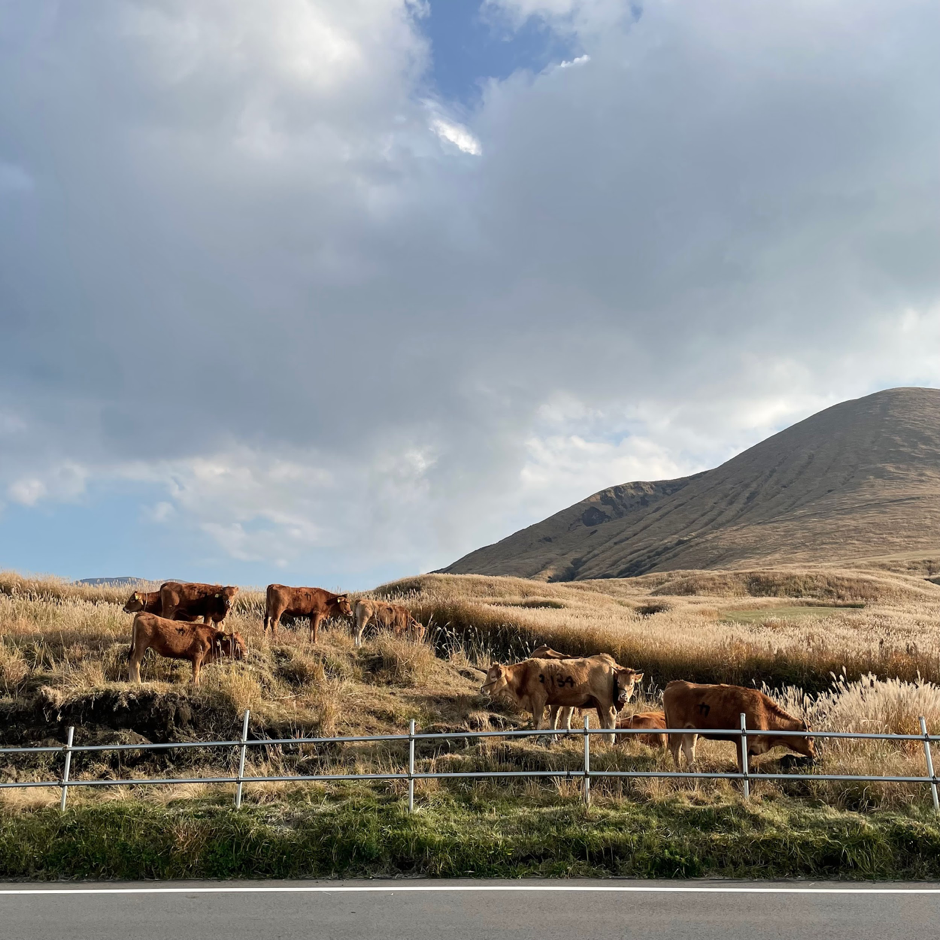阿蘇遼闊草原上的牛群，是旅途中的難忘景色。
 圖／Nicole提供