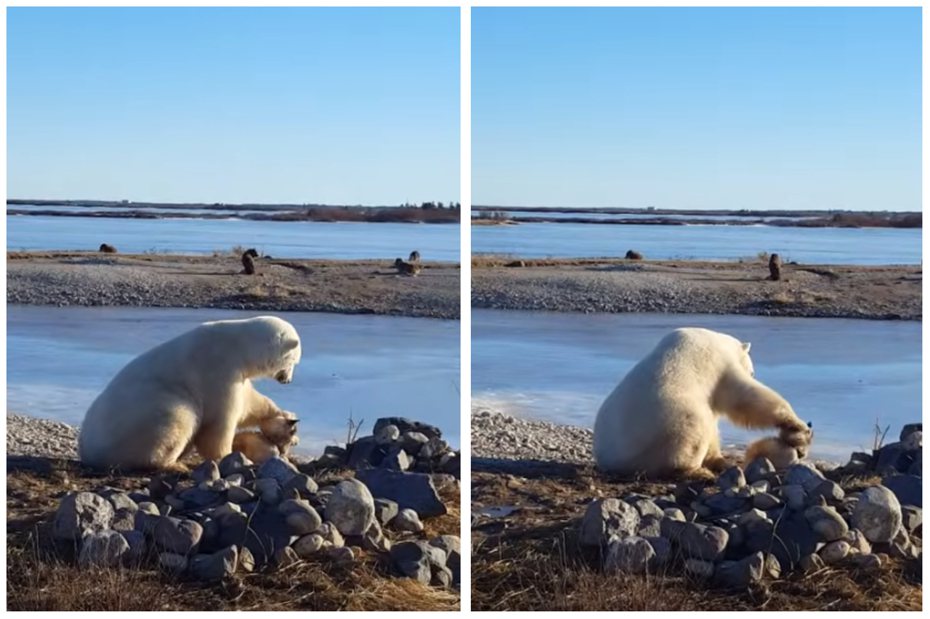 北極熊和愛斯基摩犬並肩而坐，北極熊還輕摸狗狗的頭。圖取自YouTube