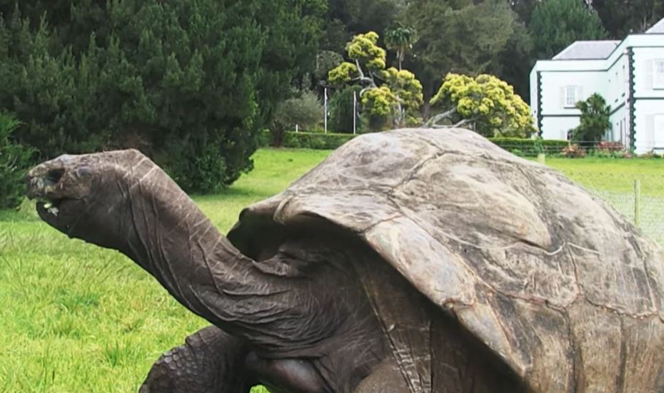 高齡190歲的塞席爾象龜「強納森」日前迎來牠的生日，度過將近兩世紀壽命的牠依然相當硬朗，吃東西吃的很快。 (圖/取自影片)