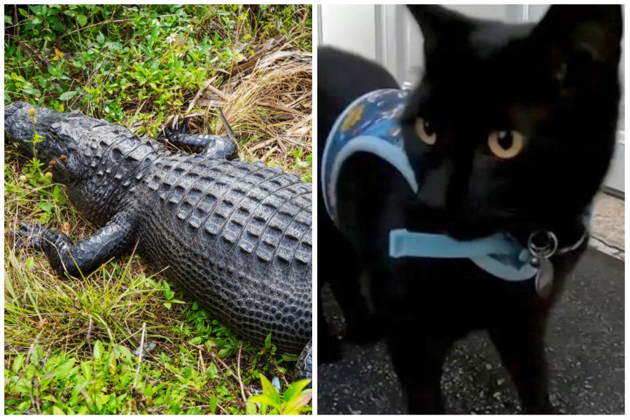 一隻黑貓竟然把一整顆鱷魚頭帶回家。左圖為鱷魚示意圖／ingimage，右圖取自FOX 6 NOW