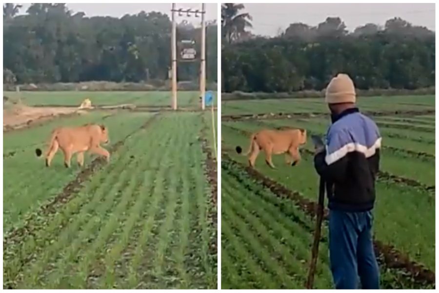 母獅在田埂間悠哉漫步，一旁的農民看起來很淡定。圖取自推特