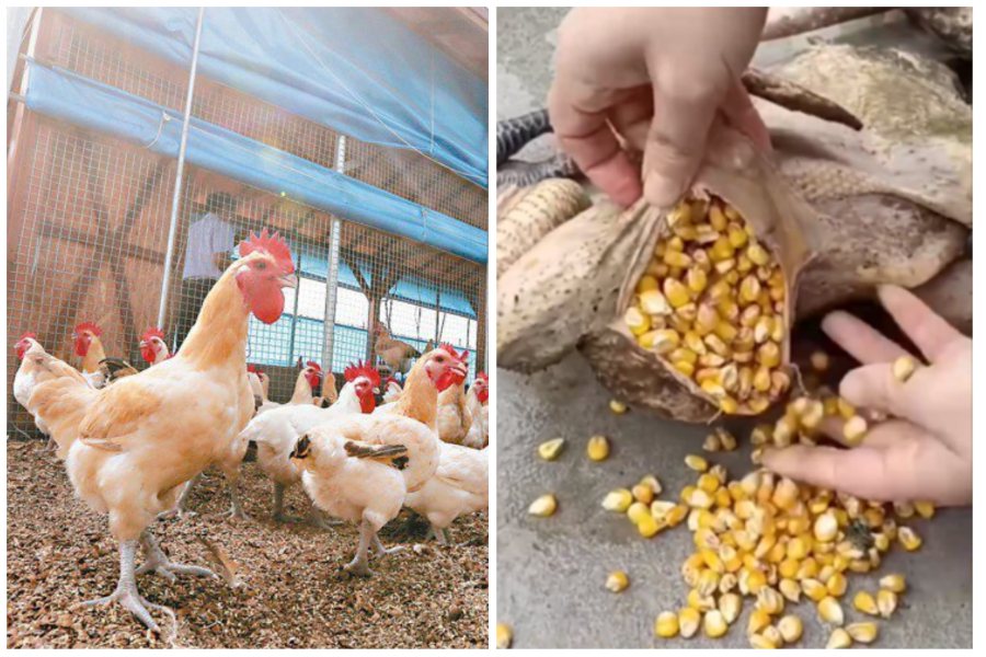有顧客買了一隻雞，回家一剖開胃部掉出一大堆玉米。左圖本報資料照，右圖取自微博