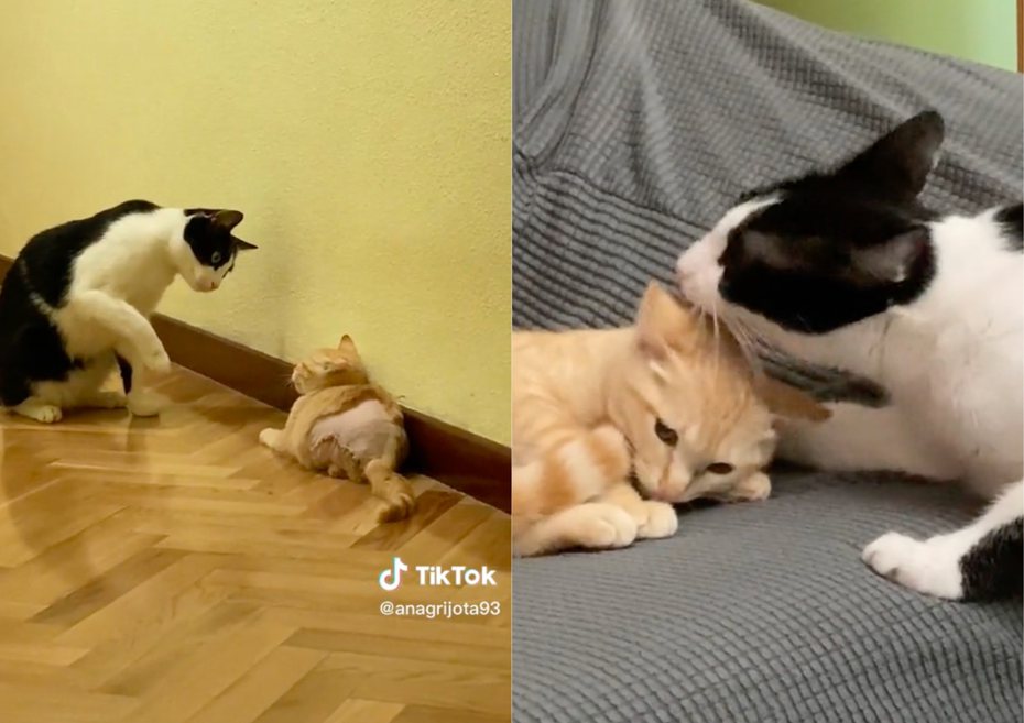黑白貓「奧利奧」和家裡新成員「糖糖」相處融洽。（圖／抖音 @Anagrijota93）