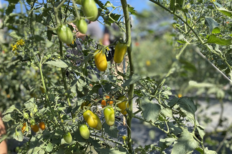 今年中南部小番茄因病蟲害出現「瘋欉」現象，農委會卻給予天災救助惹議。 圖／聯合報系資料照片