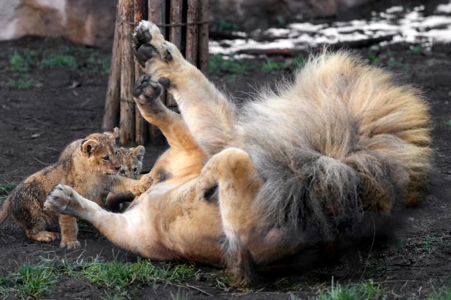 動物園裡一隻公獅子躺在草地上等寶貝女兒們來玩，結果沒想到兩隻小獅子哪裡不碰，竟往爸爸的重要部位打下去，公獅痛到整隻獅子都彈起來，讓不少網友笑翻。 (圖/取自推特)