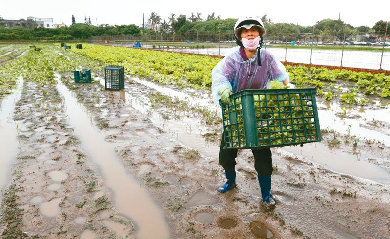 農委會濫發天災救助遭審計部點名，再不檢討，恐弱化台灣農業體質，也不利農業保險推動。圖為過去菜農搶收泡水蔬菜。本報資料照片