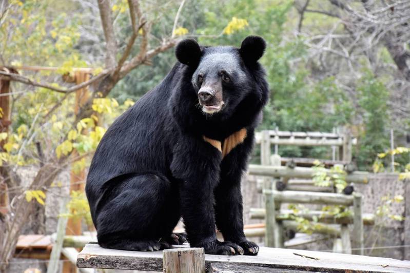 這次高雄壽出動物園改造，做成符合黑熊攀爬習性的樹木棲架，遊客在空中廊道上也能平視角度近距離觀察。圖／高市觀光局提供