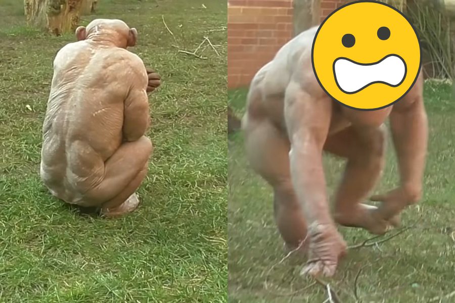 英國動物園的「無毛猩猩」，肌肉線條相當嚇人。圖擷自SloggerVlogger
