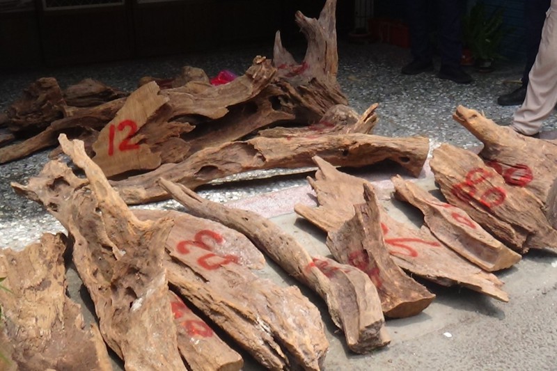 日前警方路過竹東偏遠山區，聽到台灣保育類畫眉叫聲，鎖定方位找到飼養民宅，進而救出3隻台灣畫眉，還起獲山老鼠盜伐的珍貴林木一批。圖／警方提供