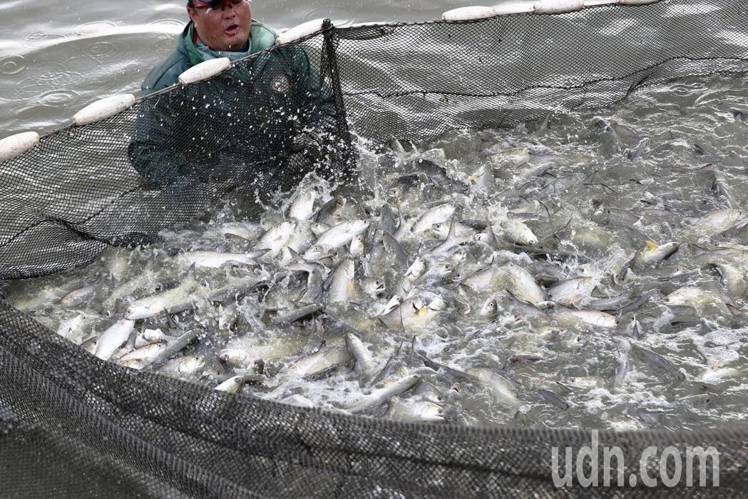 屏東縣午仔魚養殖面積約400公頃，有一定內銷市場，外銷以大陸、香港為大宗，一旦午...