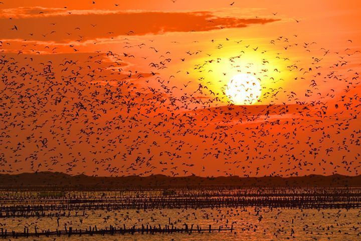 北門潟湖黑腹燕鷗滿天飛舞。　圖：雲嘉南風景區管理處／提供