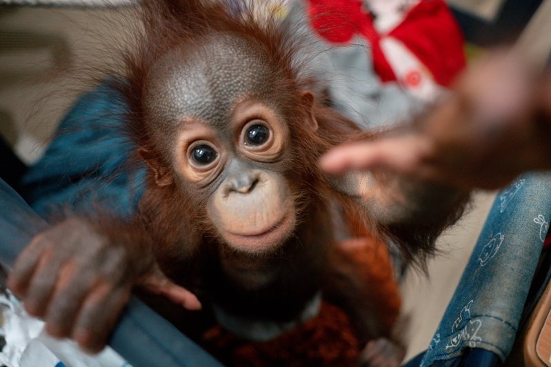 紅毛猩猩寶寶秀彩近日回到媽媽懷抱。圖／台北市立動物園提供