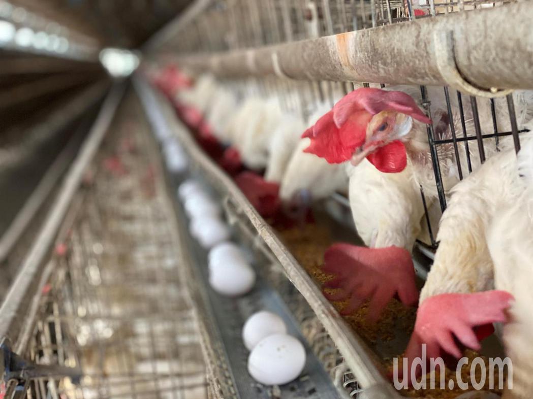 彰化縣是肉雞和蛋雞的飼養大縣，農政單位提醒農民注意雞的健康。記者簡慧珍／攝影