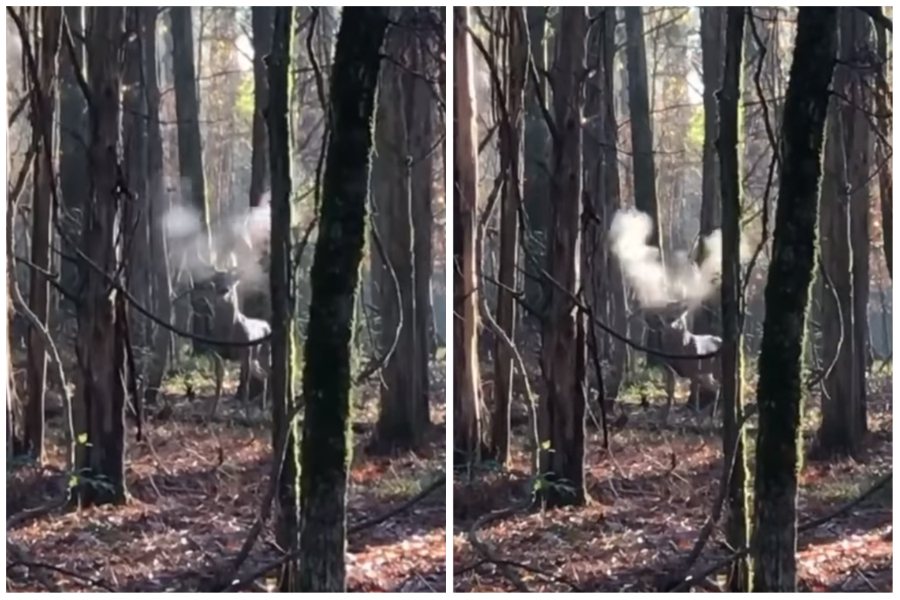 有人在樹林裡看到一隻公鹿，頭頂不斷冒出陣陣白煙。圖取自臉書
