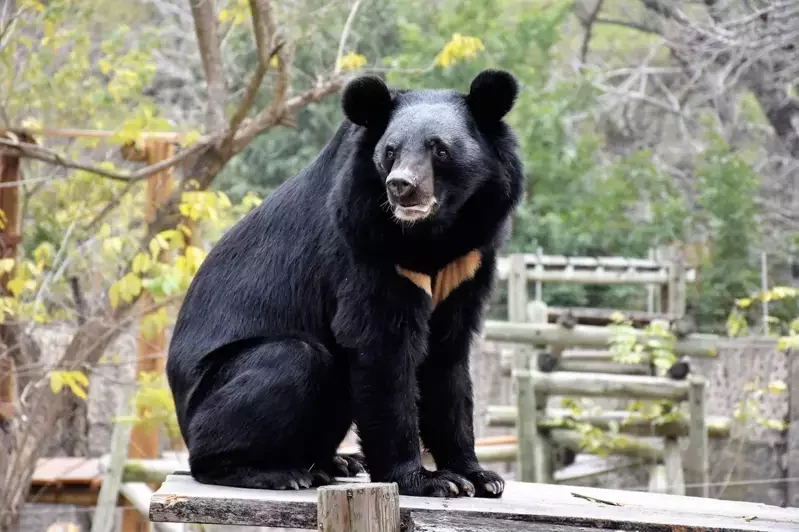 這次高雄壽出動物園改造，做成符合黑熊攀爬習性的樹木棲架，遊客在空中廊道上也能平視...