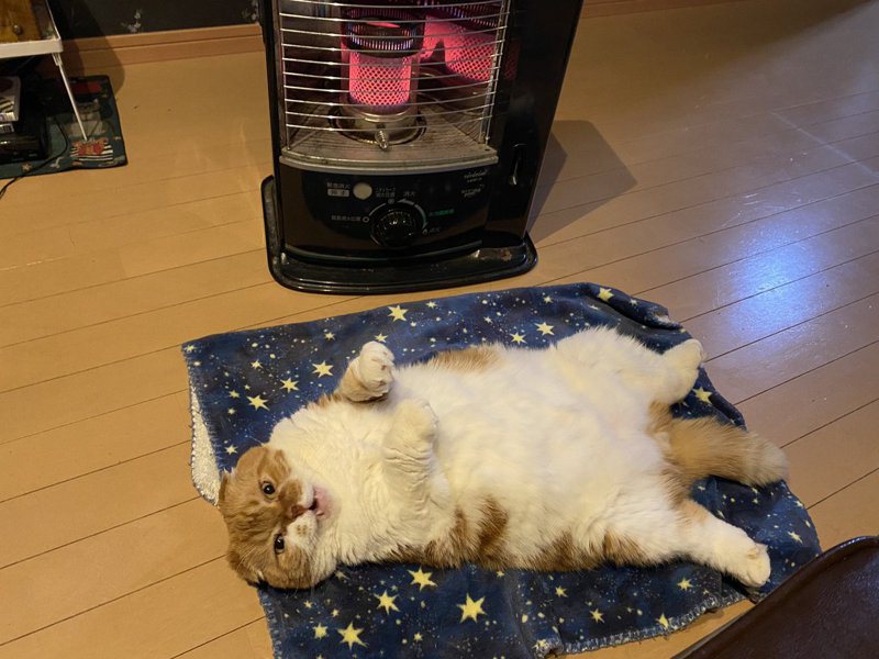 蘇格蘭摺耳貓舒服的仰躺在暖呼呼的電暖爐前取暖。圖／翻攝自推特 @ponta_master