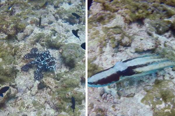 一名攝影師捕捉到海底章魚「擬態」的精彩畫面。圖/翻攝自微博