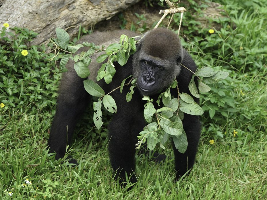 每天早上遊客可以看到金剛猩猩先各自蒐集食物，再找個不被打擾的位子開心的先啃樹皮。圖／北市動物園提供