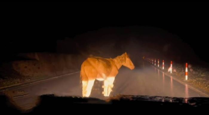 一名女子某天在風雨交加的夜晚在山上開車，突然看到一隻棕色駿馬擋在路中間怎樣都不肯走，這隻馬就在原地待了半小時不肯走，後來女子往前慢慢開才發現前面的道路坍方，馬兒站在那邊其實是要提醒她不要再往前開。
 (圖/取自影片)