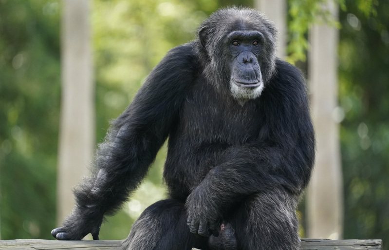 瑞典一间动物园近日传出「黑猩猩出逃」的消息，经过数小时的搜查，最终有3只被以有危害风险为由枪杀，另外2只分别受伤和自行安全返回动物园。美联社(photo:UDN)