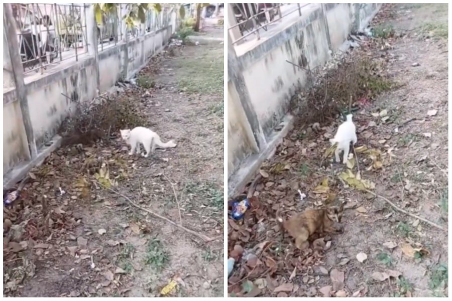 白貓在行走過程中，巧妙揪出路上另一隻同伴。圖取自微博