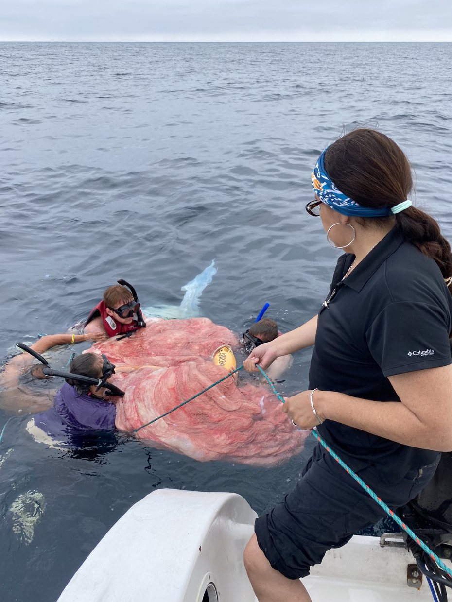 鯨豚科學家打撈到新鮮的胎盤。圖擷自Cristina Castro