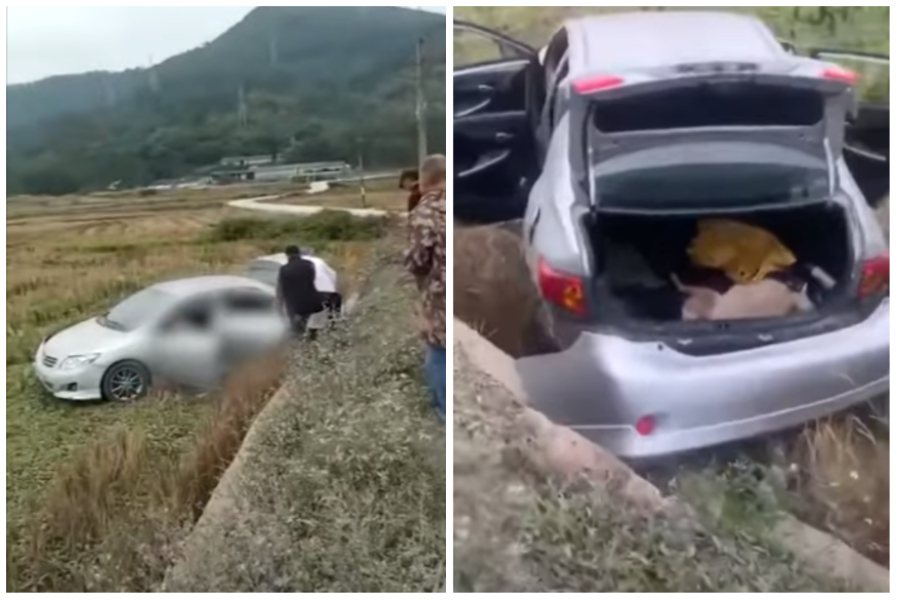 兩個男子將村子裡的狗毒殺後偷走，不慎整輛車摔下田導致一死一傷。圖取自微博