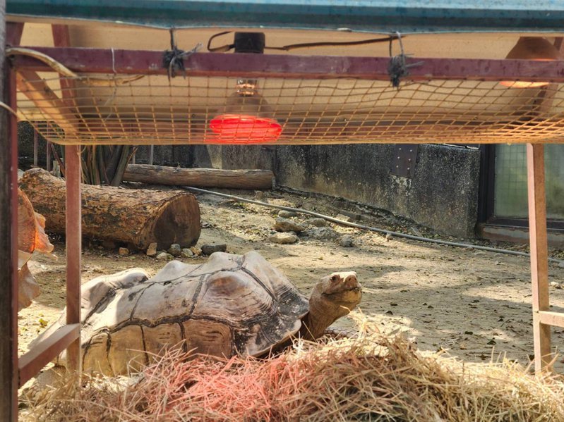寒流來襲，高雄壽山動物園針對不同物種啟動保暖措施，為爬蟲類、鳥類等動物提供保溫燈禦寒。（高雄壽山動物園提供）
