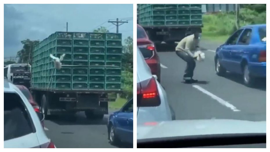 一隻白雞從行進中的貨車上一躍而下重獲自由，沒想到落地不到5秒就被後面車輛得的乘客馬上抄走，直擊影片在網路上瘋傳，不少網友直呼「史上最短的自由」。 (圖/取自影片)