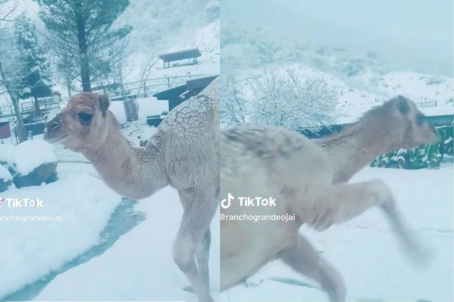 駱駝「艾伯特」（Albert）第一次看見雪超興奮。（圖／翻攝自抖音 @ranchograndeojai）