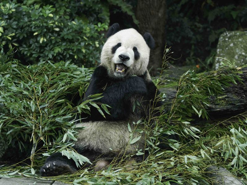 大貓熊「團團」在台北市立動物園度過了14年的歲月（2008年-2022年）。圖／動物園提供