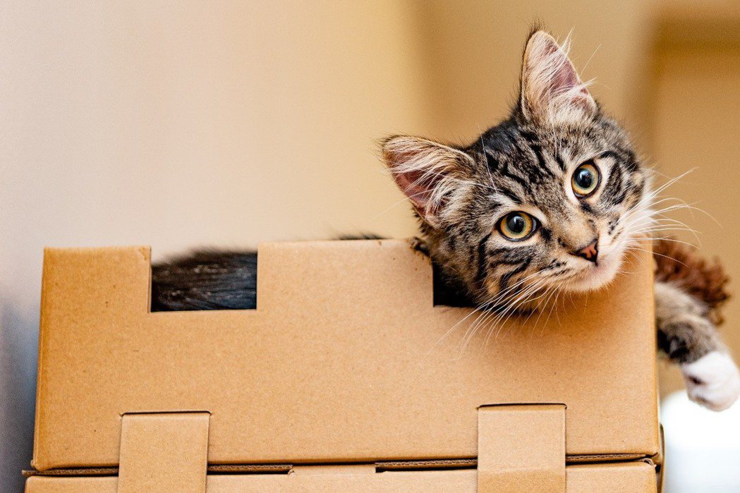 不曉得大家是否有跟筆者相似的經驗，滿心期待買下可愛的貓窩，結果貓咪只喜歡包裝紙箱...