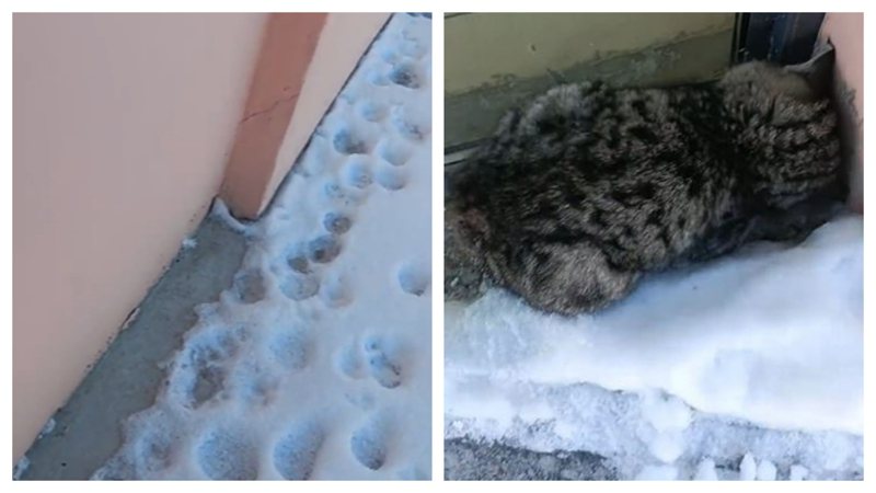 一名男子在雪地上看到可愛的貓腳印，順著腳印走就看到一隻蜷縮在牆角的虎斑貓正在睡覺，男子伸手摸摸貓咪卻發現牠一動也不動不太對勁，沒想到抓起來一看竟然已經被活活凍死。 (圖/取自影片)