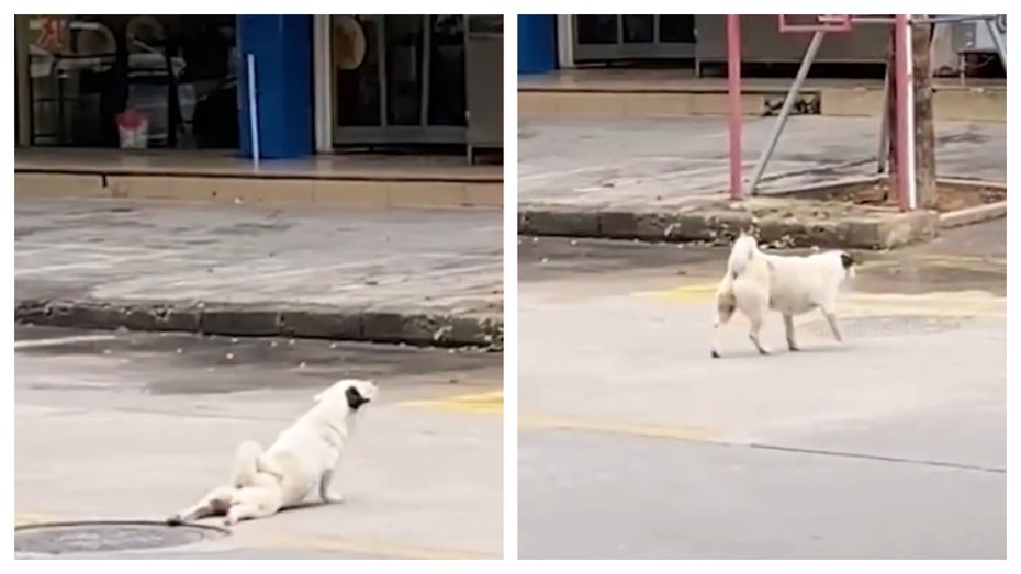 一名女子日前在路上看到一隻流浪狗趴在地上拖著腿過馬路，覺得可憐又心疼，想上前幫助狗狗結果沒想到牠竟然秒站起來健步如飛，讓女子當場傻住。 (圖/取自影片)